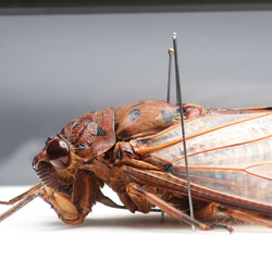 驚大蝉◆テイオウゼミ◆　ライトフレーム　昆虫の標本　 10枚目の画像