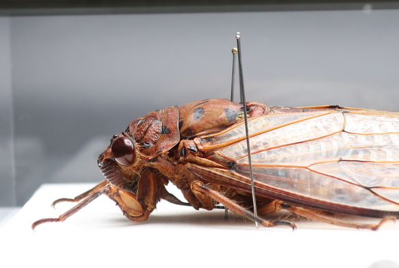 驚大蝉◆テイオウゼミ◆　ライトフレーム　昆虫の標本　 10枚目の画像