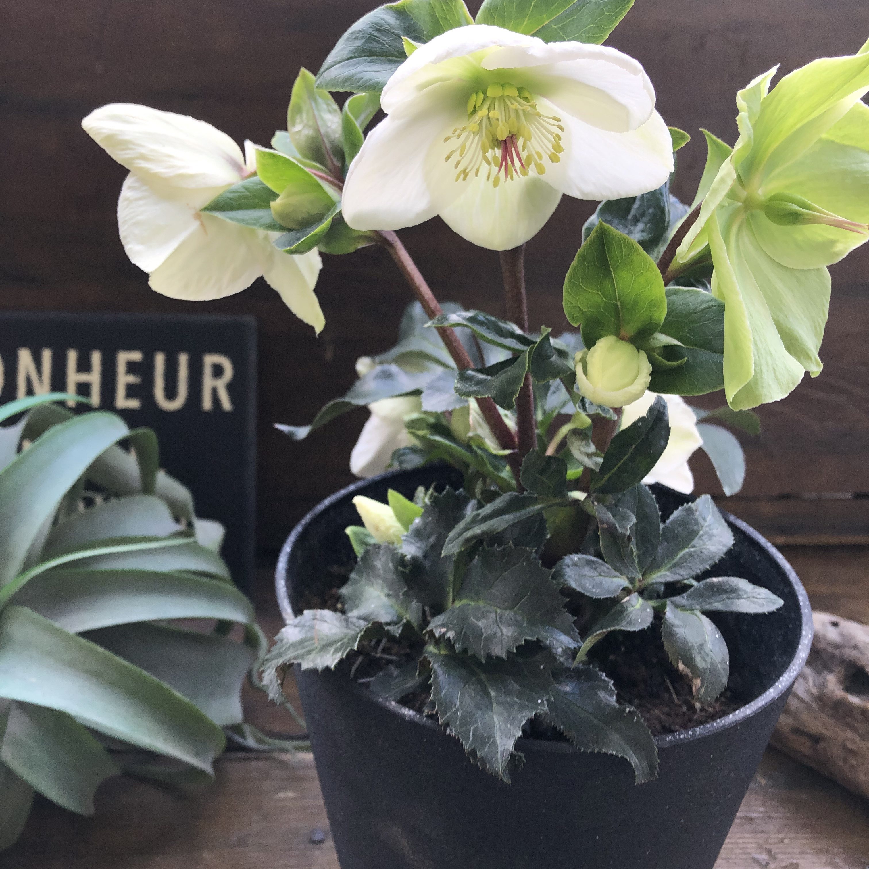 氷の薔薇　ホワイト♡クリスマスローズ♡強健な花