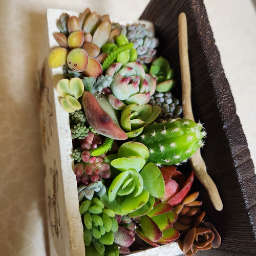 多肉植物寄せ植え そのまま飾れる 木製プランター ハンドメイド