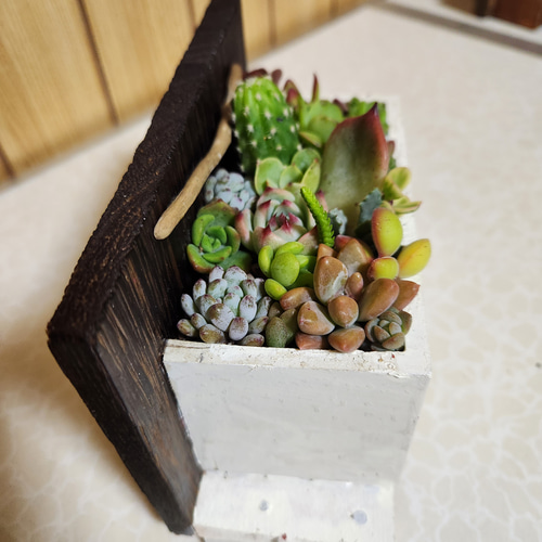 多肉植物寄せ植え そのまま飾れる 木製プランター ハンドメイド