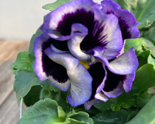 オルキ ブルーシェード4ポットセット♪パンジー♪素敵な八重咲フリル