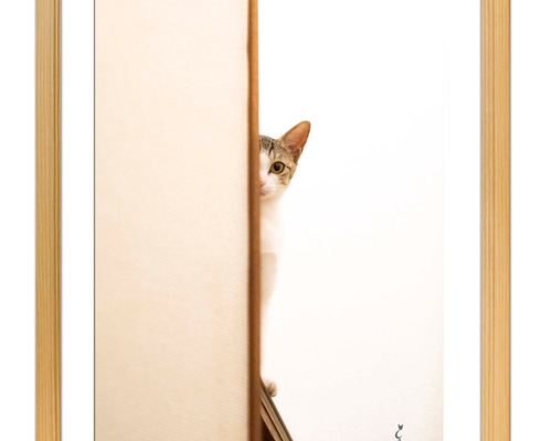 額付アート写真/A3サイズ】覗き見する猫 写真・グラフィック サヴァ子