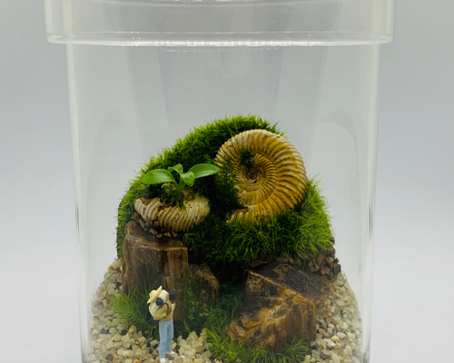 苔テラリウム　No.５００ 苔テラリウム No.500 苔テラリウム No.12 - メルカリ