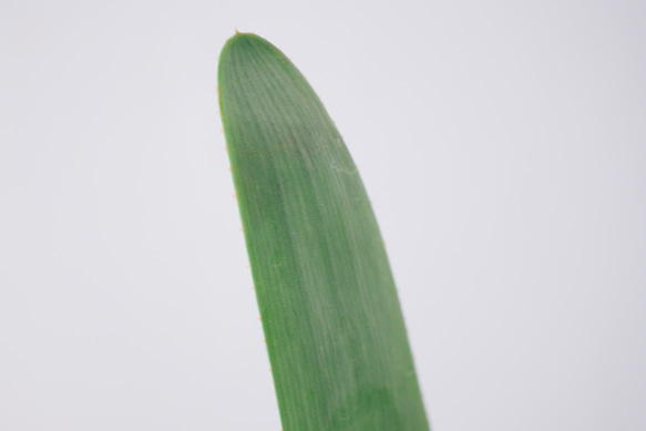 扇形のシルバーグリーンの葉がスタイリッシュ「クマラ プリカティリ」　デスクトップにちょうどいい多肉植物 5枚目の画像