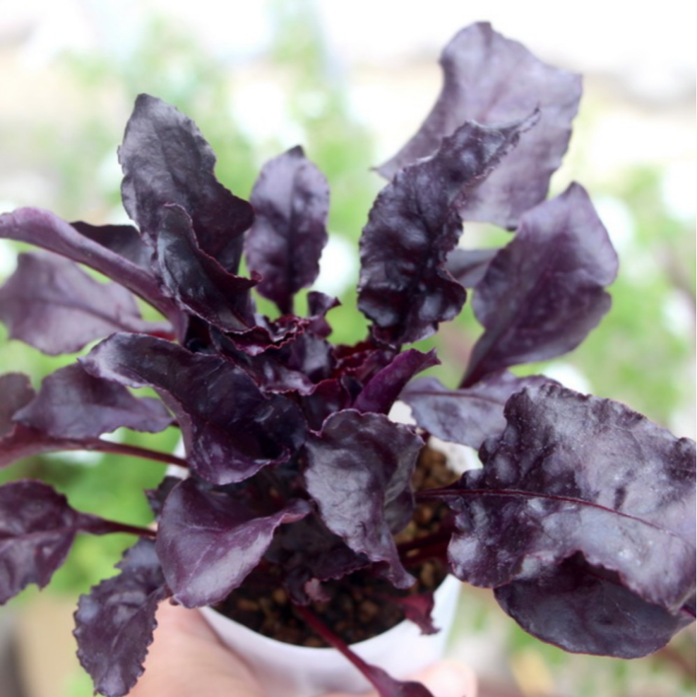 ビーツ【プルズブラッド】真夏や冬の凍結にも強い！ダークなカラーリーフ 他のcopper leafに比べてもかなりな暗さ        Ω