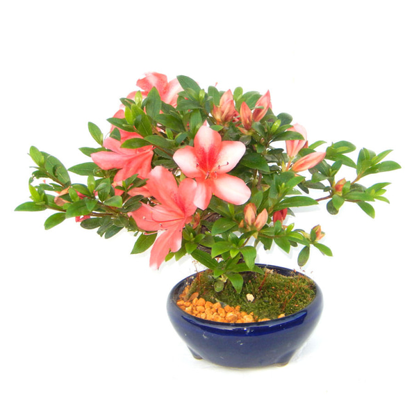 5月に開花！神鏡（サツキ）毎年花が咲きます ミニ盆栽 盆栽 小品盆栽
