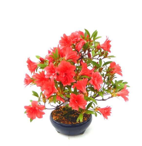 ✨✨✨サンダンカ【涼盆栽◎美らさん】検/三段花/美株品/サービス品 ✨✨✨サンダンカ【涼盆栽◎美らさん】検/花物/三段花