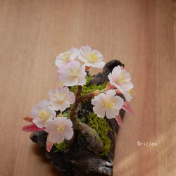枯れない桜 流木 ✿クレイフラワー Mサイズ NO.S3-3R 8枚目の画像