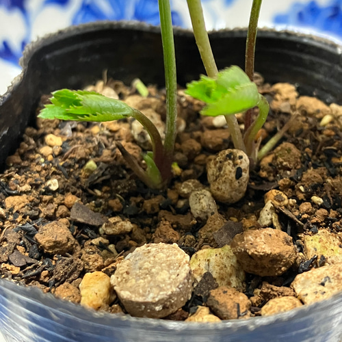 クレオパトラdd 苗 多肉植物 植花夢 通販 16960339｜Creema
