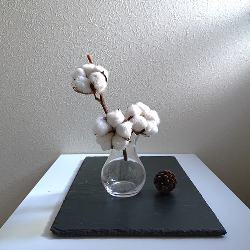 ○数量限定○ 綿の木 コットンツリー ”コットンフラワー（ドライ