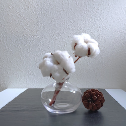 ○数量限定○ 綿の木 コットンツリー ”コットンフラワー（ドライ