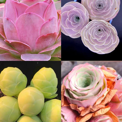 特価❣️ドロサンテマ キラキラ　レインボーキャンディーボール　抜き苗　１株 特価❣️ドロサンテマ キラキラ レインボーキャンディーボール 抜き苗