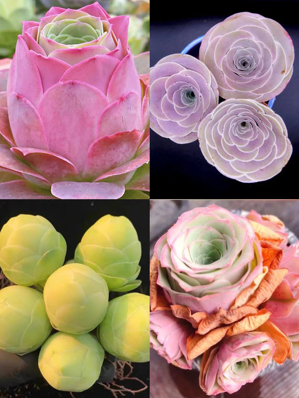 多肉植物 コレクション*4 多肉植物の小苗40本セット（40種類