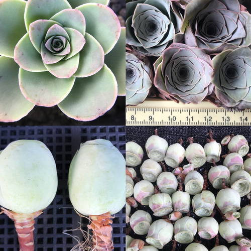 多肉植物 コレクション*4 多肉植物 コレクション*4 デスクトップガーデン【多肉植物4