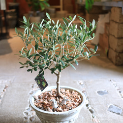 再入荷！＜SOUJU> 素敵な オリーブの木 ＜ネバディロブランコ＞と