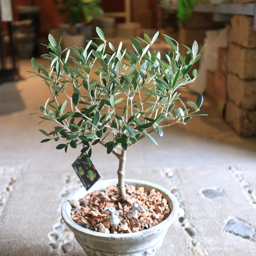 再入荷!<SOUJU> 素敵な オリーブの木 <ネバディロブランコ 再入荷!<SOUJU> 素敵な オリーブの木 <ネバディロブランコ