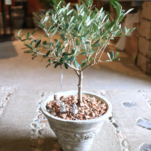 オリーブの木 ネバディロブランコ SOUJU 9号鉢植え 古木 オリーブの木 ネバディロブランコ SOUJU 9号鉢植え 古木 オリーブの木
