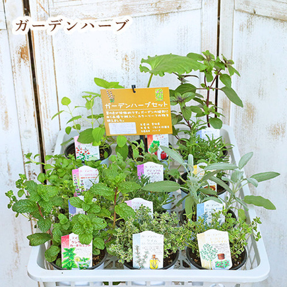 ハーブ苗 選べる ガーデン ハーブ 3.5号ポット ミント バジル タイム 料理 多年草 1枚目の画像