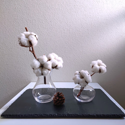 ○数量限定○ 綿の木 コットンツリー ”コットンフラワー（ドライ