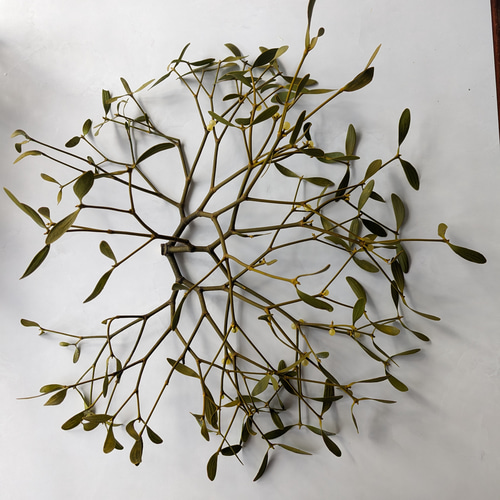 ヤドリギ　141 ヤドリギ 約80cm×40cm×30cm クリスマス先行予約販売 早割 写真は