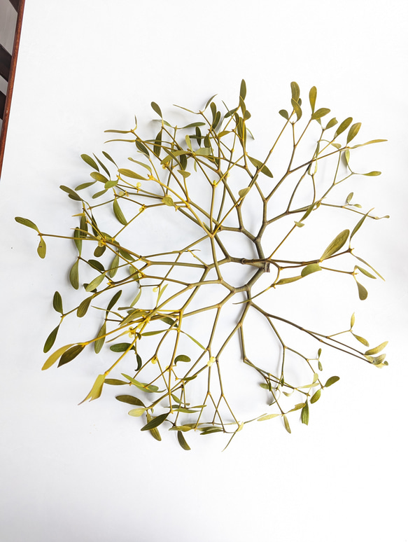 枝切りヤドリギ　約40㎝23本‼️お客様ご注文品１２月６日発送♪ ヤドリギ 約80cm×40cm×30cm クリスマス先行予約販売 早割 写真は