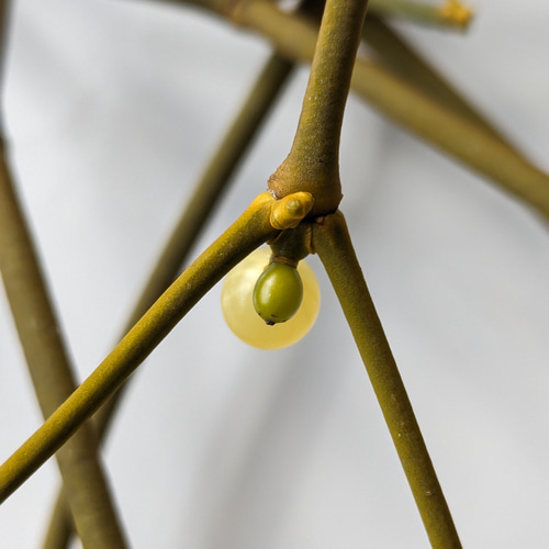 ヤドリギ 約80cm×40cm×30cm クリスマス先行予約販売 早割 写真は