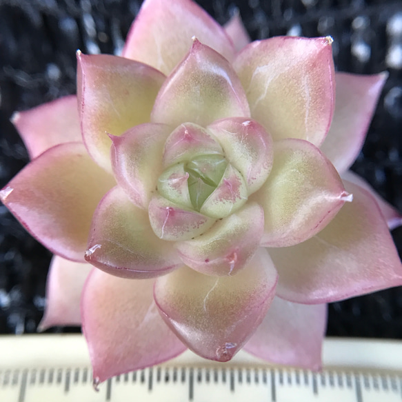 ツヤツヤ　超可愛い　多肉植物　エケベリア　真珠　4cm   抜き苗　1株 2枚目の画像