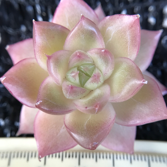 ツヤツヤ　超可愛い　多肉植物　エケベリア　真珠　4cm   抜き苗　1株 1枚目の画像