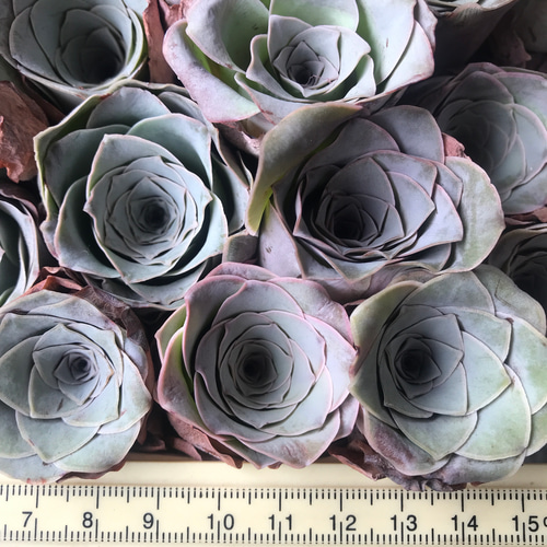 SALE❣️多肉植物 グリーノビア パンドラ 抜き苗 1株 多肉植物