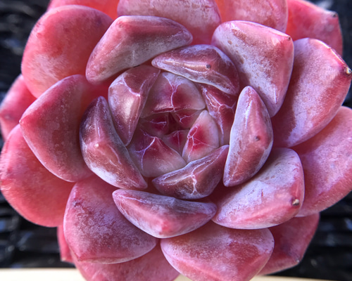 特価 抜き苗 サクラクリスタル LB1320×40株 ふっくら 多肉植物