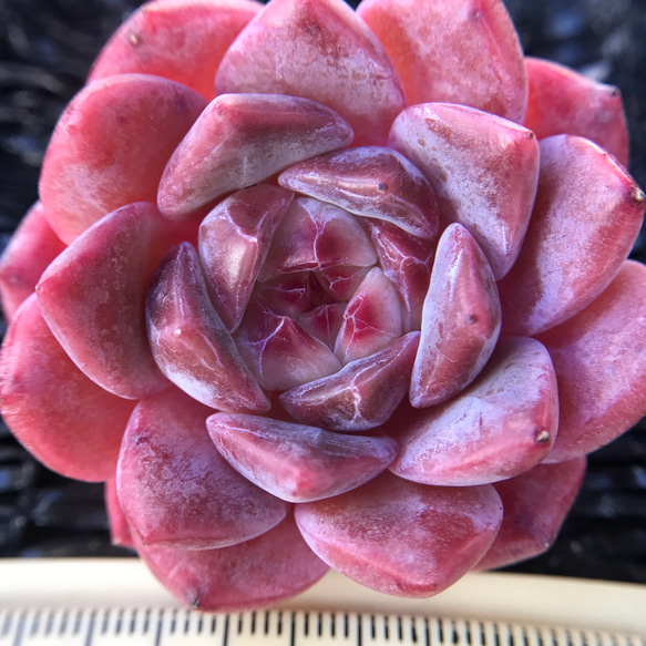 韓国苗 多肉植物 エケベリア ジャム系 桜キャンディークリスタル 4-5cm