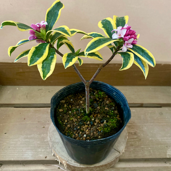 花木 庭木 斑入り沈丁花（ジンチョウゲ） 前島 アートフラワー plant