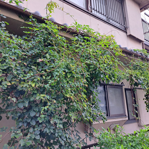 アケビのツルの素リース20個セット その他素材 Tsubasa KATOU 通販