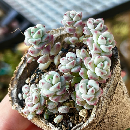 ペレスデラロサエ＊ピンクエッジ＊レア品種＊多肉植物＊ポットごと