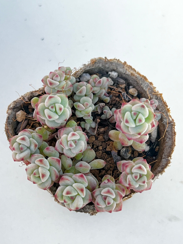 ペレスデラロサエ＊ピンクエッジ＊レア品種＊多肉植物＊ポットごと