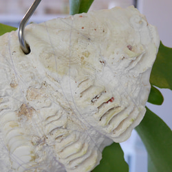コウモリラン ビカクシダ シャコ貝に植え付け ミニサイズ ハンギング・置き型・壁掛けの3way お洒落 カフェ No.2 17枚目の画像