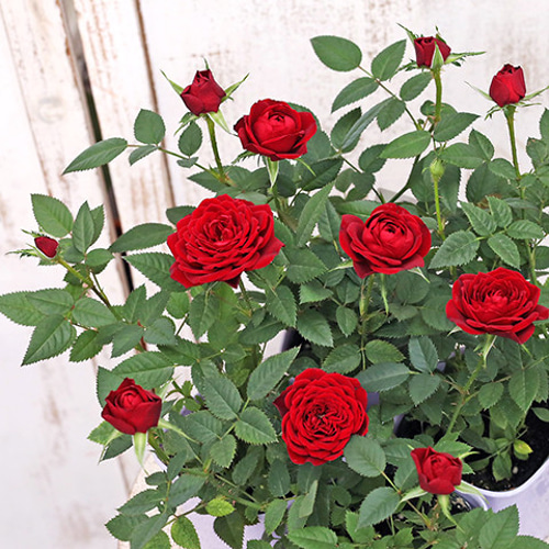 花苗 ミニバラ ファニータ コルダナ 3.5号ポット 四季咲き 多年草 赤