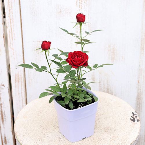 花苗 ミニバラ ファニータ コルダナ 3.5号ポット 四季咲き 多年草 赤