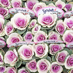 新品　ピンクシェード　12号 Coleman スクリーンシェード(フォリッジ/ピンク)の商品紹介 | hinata