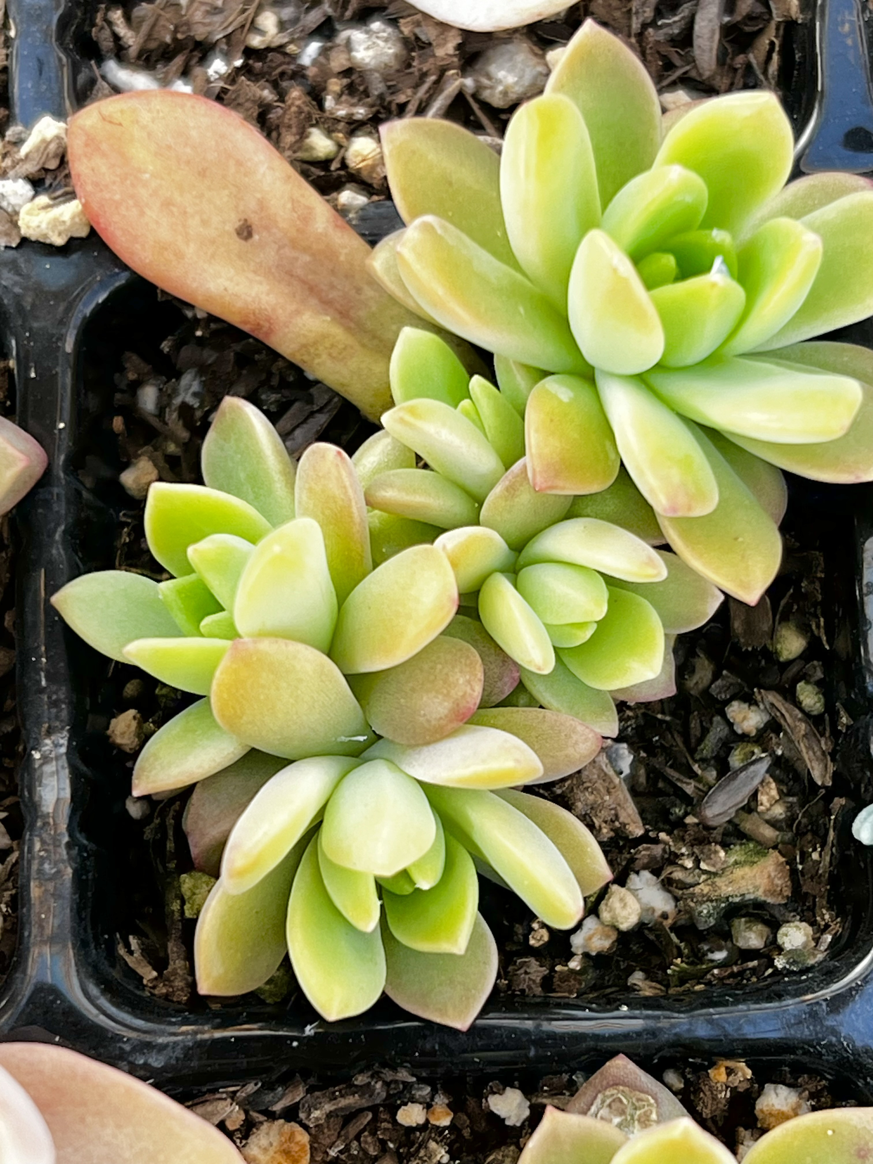 多肉植物①3点セット抜き苗(春萌、銘月、マッコス) 駆け寄っ 多肉植物①3点セット抜き苗(春萌、銘月、マッコス) 駆け寄っ