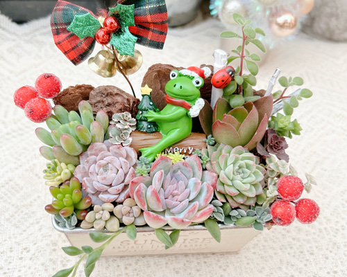 送料無料】可愛い♡ブッシュドノエルに乗ったサンタカエルさん多肉植物
