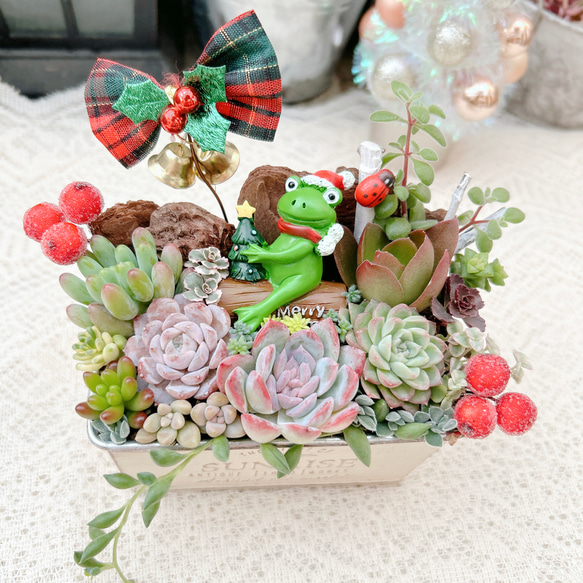 送料無料】可愛い♡ブッシュドノエルに乗ったサンタカエルさん多肉植物