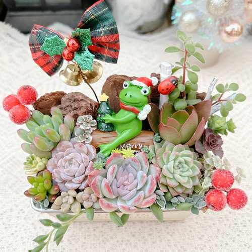 送料無料】可愛い♡ブッシュドノエルに乗ったサンタカエルさん多肉植物
