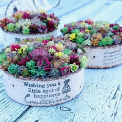 オーダー承ります 多肉植物寄せ植え ブーケ寄せ ちまちま寄せ 多肉植物