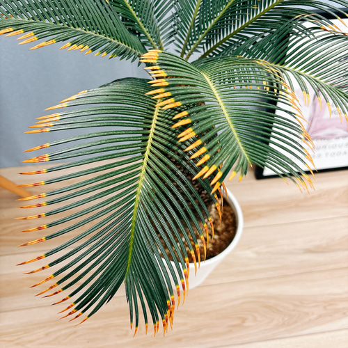 ソテツ 蘇鉄 8号鉢 47(楽天市場】観葉植物 ソテツ 蘇鉄 7号鉢苗 ソテツ 蘇鉄 8号鉢 47(楽天市場】観葉植物 ソテツ 蘇鉄 7号鉢苗