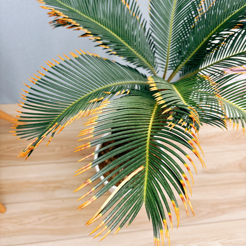 現品］【希少】☆おしゃれ☆ キンカン ソテツ 斑入り 8号 金環 蘇轍