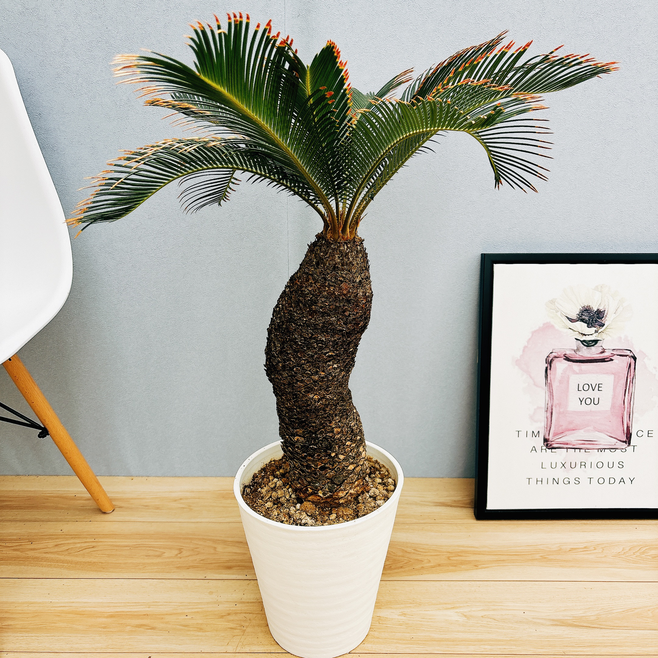 金環蘇鉄 2点set ［現品］【希少】 おしゃれ キンカン ソテツ 斑入り 8