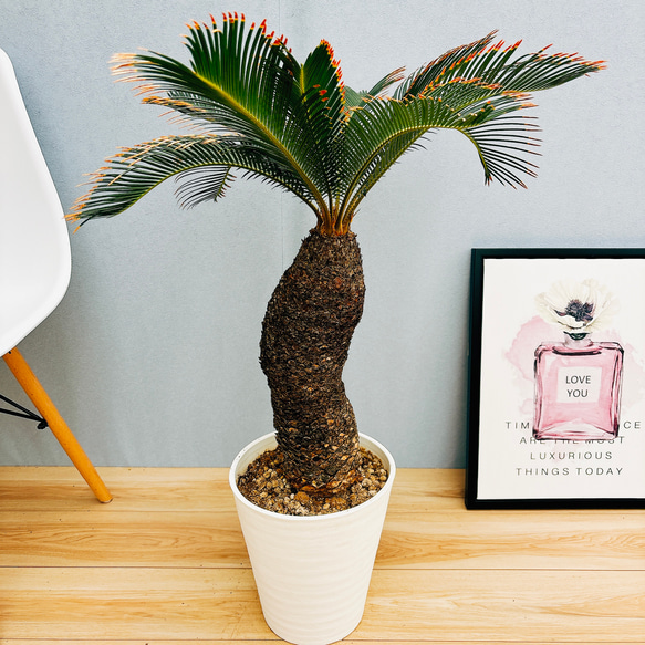 斑入り　ソテツ　蘇轍　9 現品］【希少】2番 キンカン ソテツ 斑入り 9号 金環 蘇轍 観葉植物