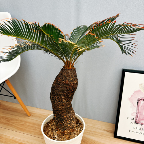 姫蘇鉄　盆栽用　曲がり　希少 姫蘇鉄 盆栽用 曲がり 希少 - メルカリ